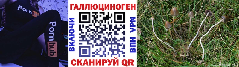 Купить Палласовка Галлюциногенные грибы мицелий